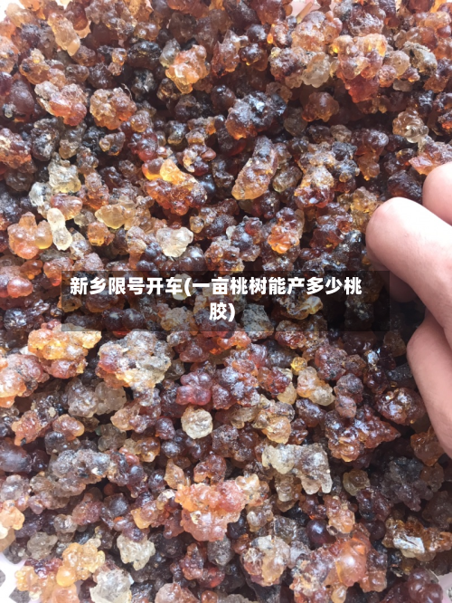 新乡限号开车(一亩桃树能产多少桃胶)